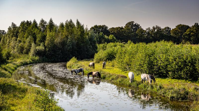 Doorbraak paardenbegrazing - Gonny Sleurink