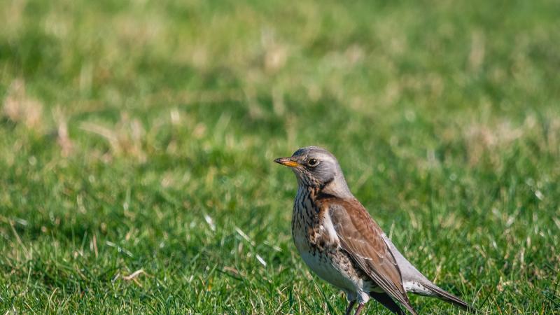 Kramsvogel - Justin Bruins