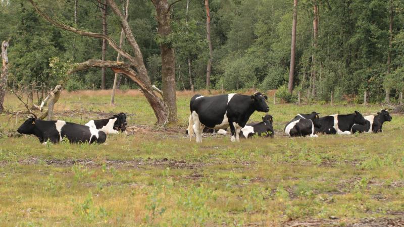 Heidekoeien Manderheide - Henri Jansen