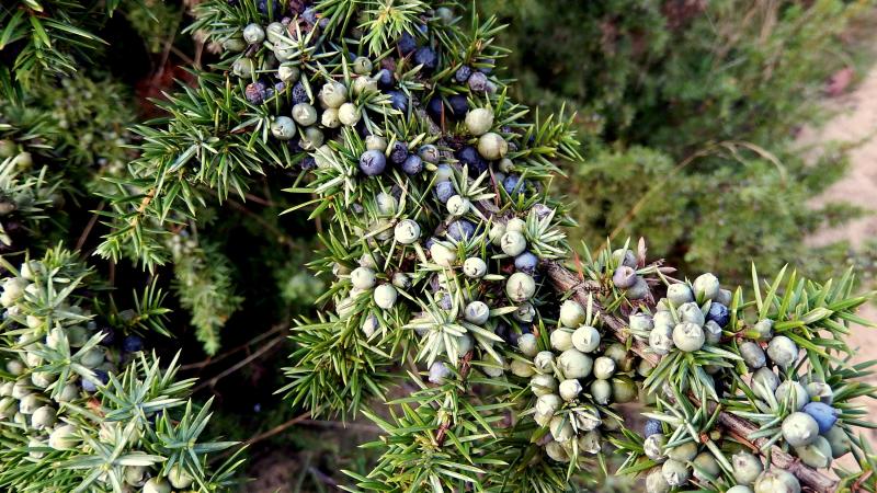 Jeneverbes - Picasa