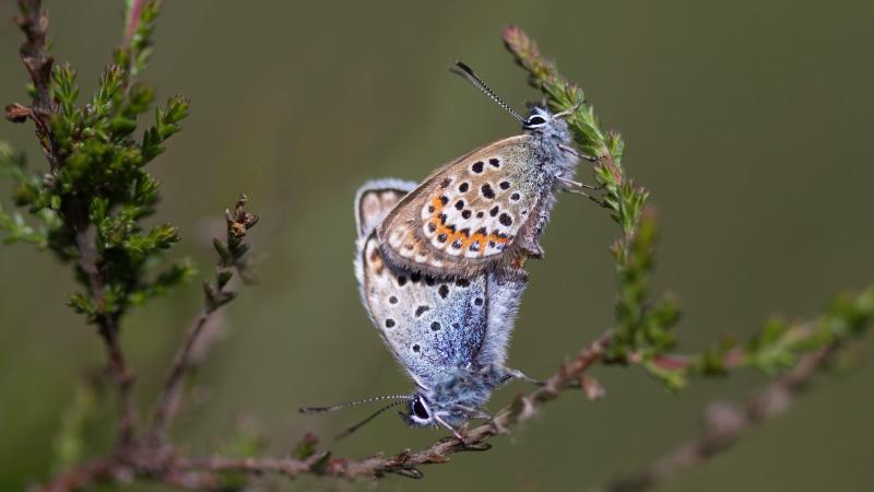 Heideblauwtje - Mark Zekhuis