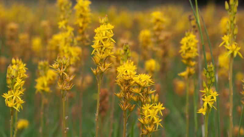 Beenbreek - Mark Zekhuis