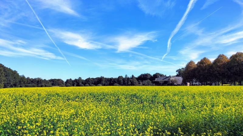 Koolzaadveld in IJhorst