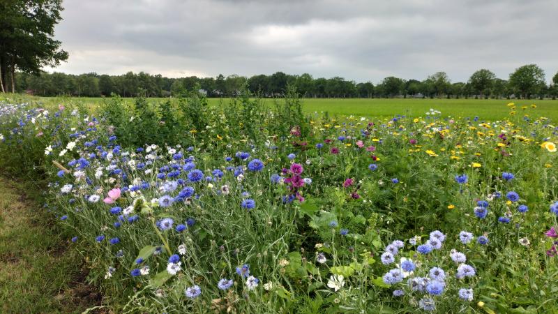Akkerrandbloemen aan Heerenweg in IJhorst