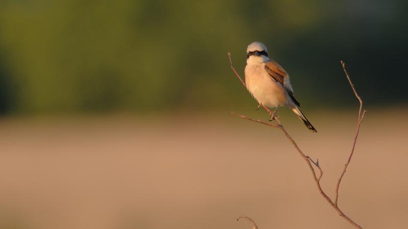 Grauwe Klauwier - Vladimir fotografie