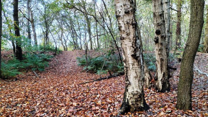 Heuveltjesbosch anno 2025 in Balkbrug (Ov)