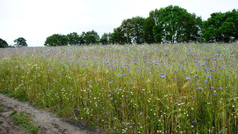 Korenbloemenblauw op de Rabbinger es