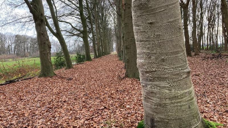 ingepakte beukenbomen