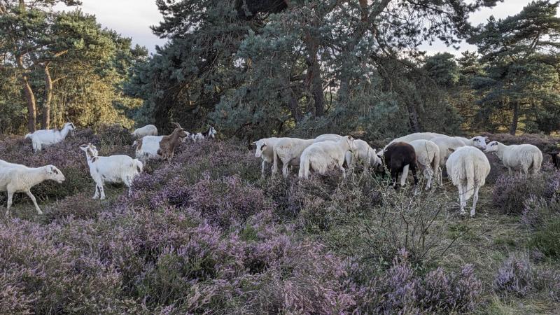 Schapen op de Itterbecker Heide, Duitsland